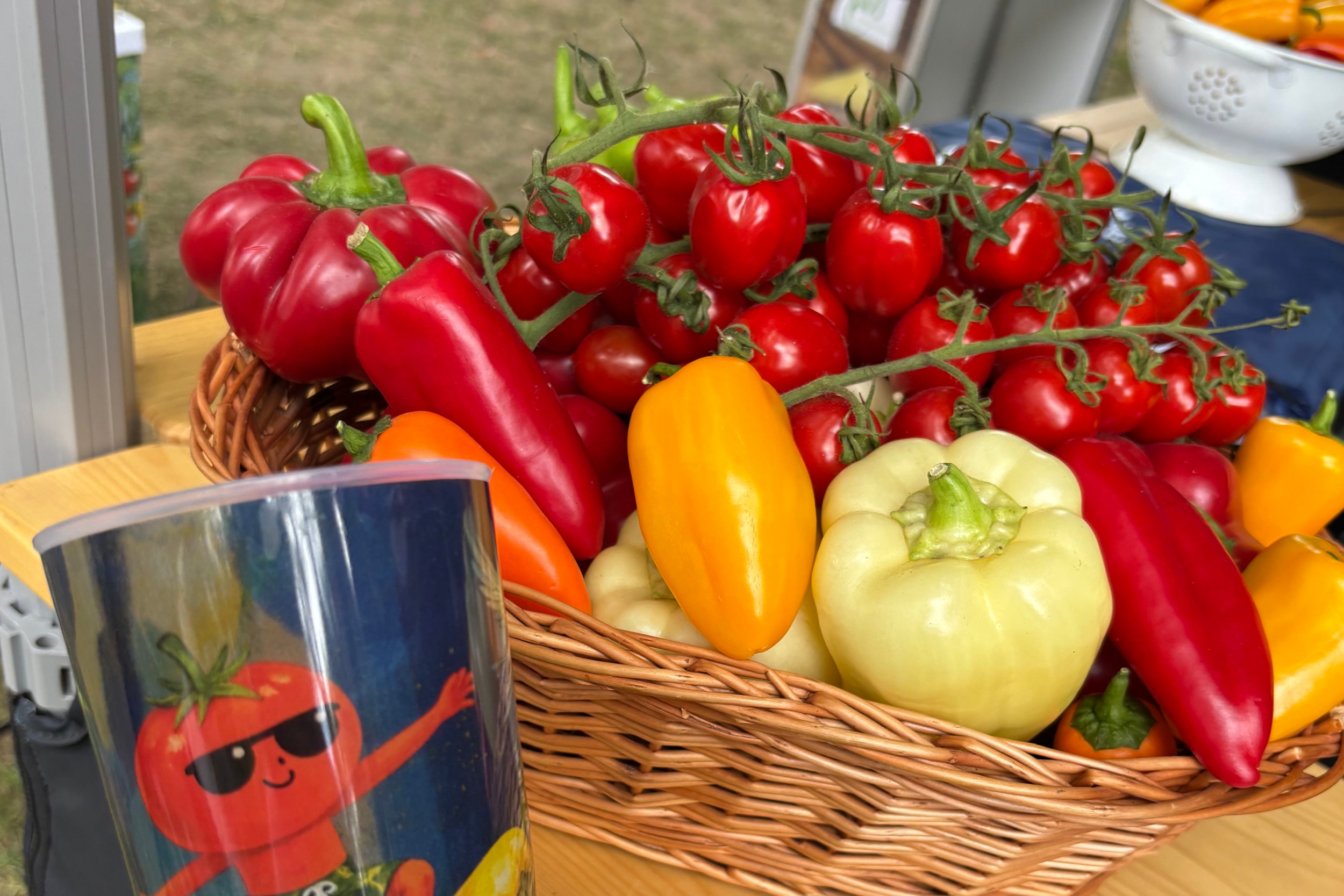 Csemege paprika – A kis vagányok kedvenc paprikája